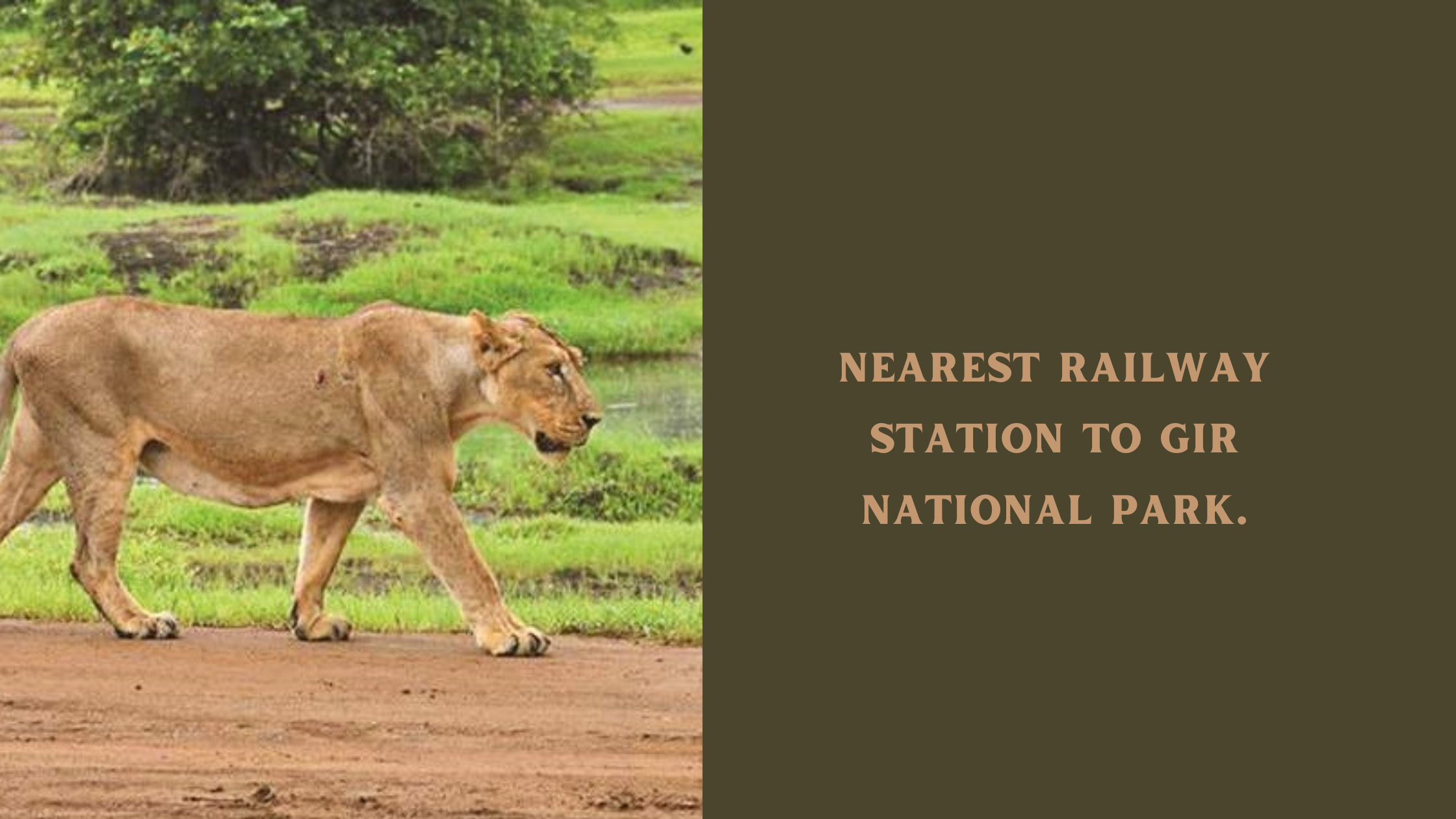 Nearest Railway Station to Gir National Park