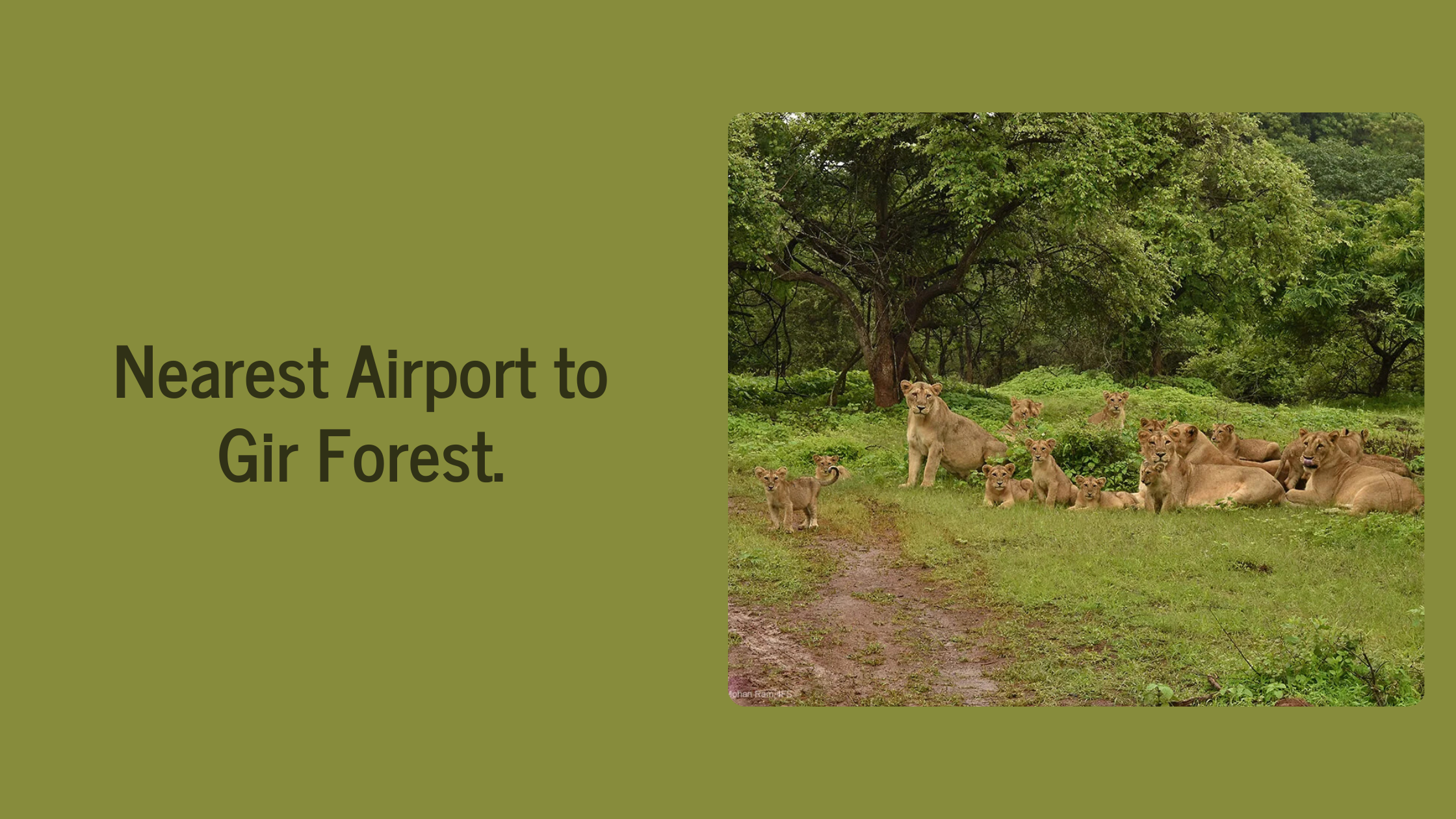 Nearest Airport to Gir Forest