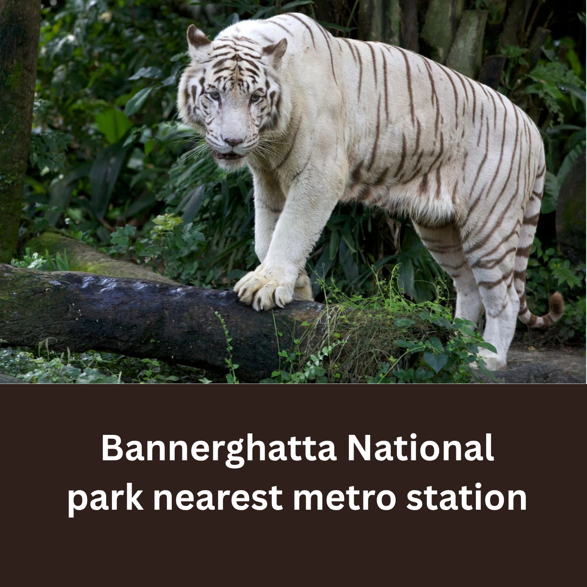Bannerghatta National park nearest metro station
